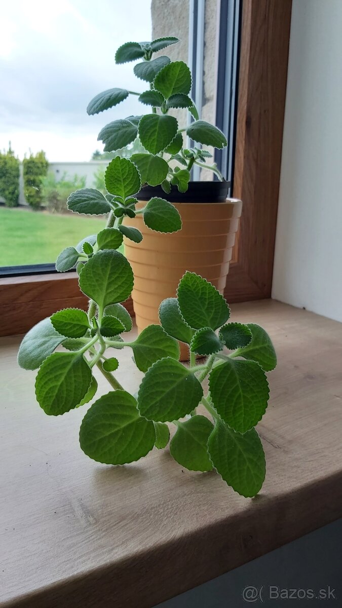 Nádchovník rýmovník (Plectranthus)