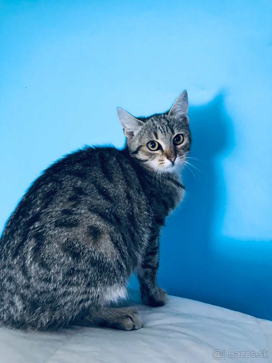 VANESKA SI HĽADÁ DOMOV VO VNÚTRI