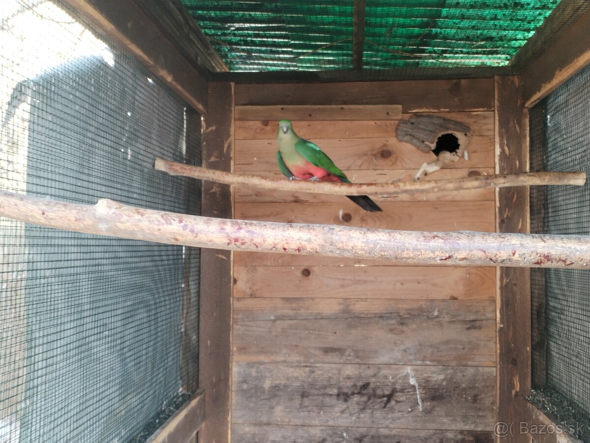 Papagáj kráľovský