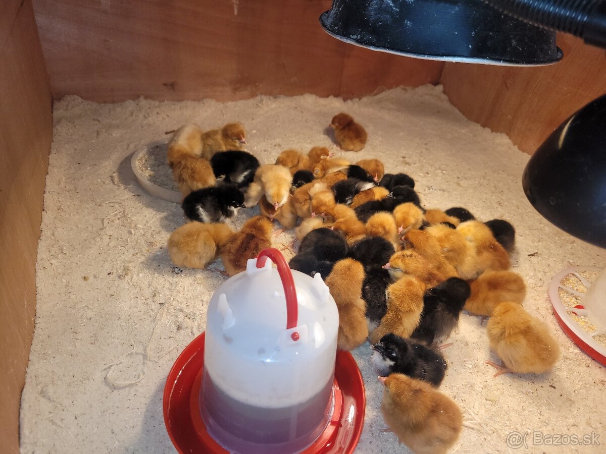 Kuriatka Greenshell a Darkshell