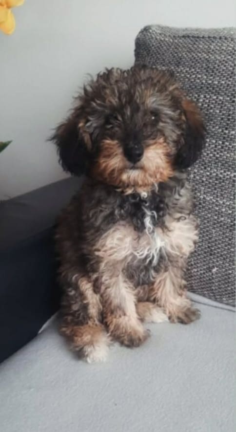Maltipoo Pudel Maltezak