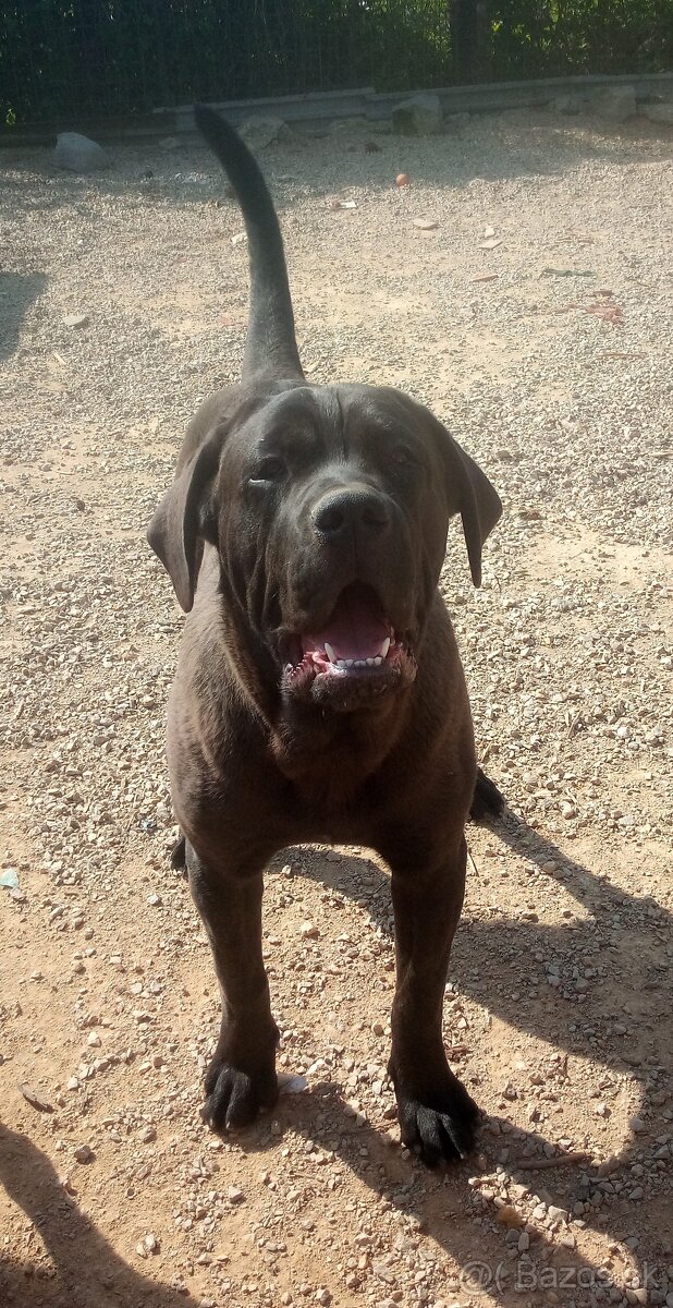 Americký bandog