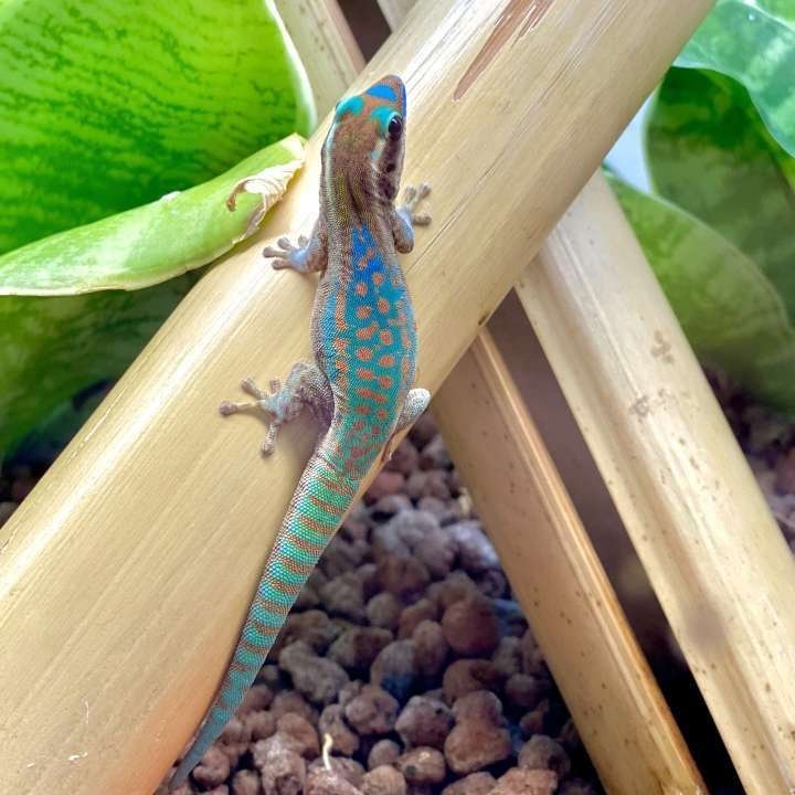 predám felzuma ornata