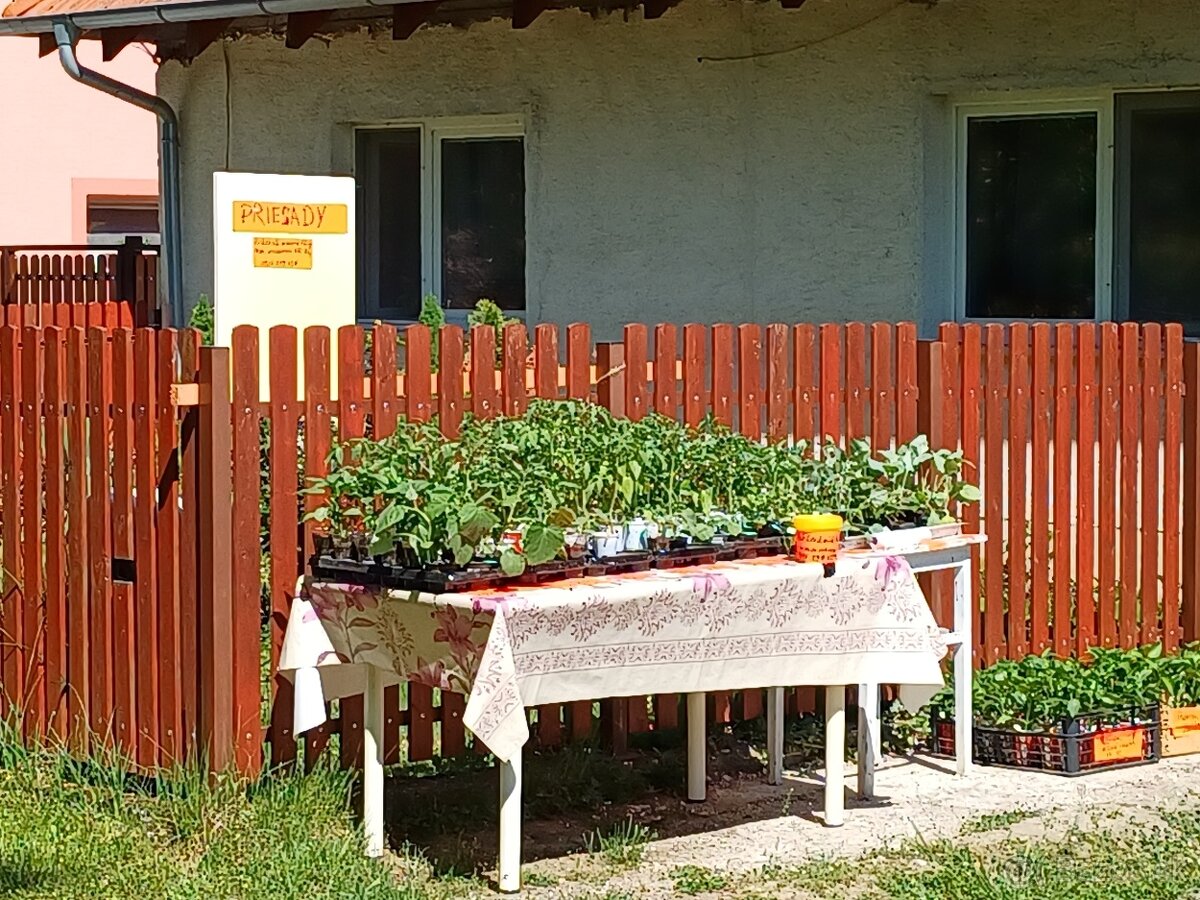 Priesady batatov, melóny, paprika,rajciny