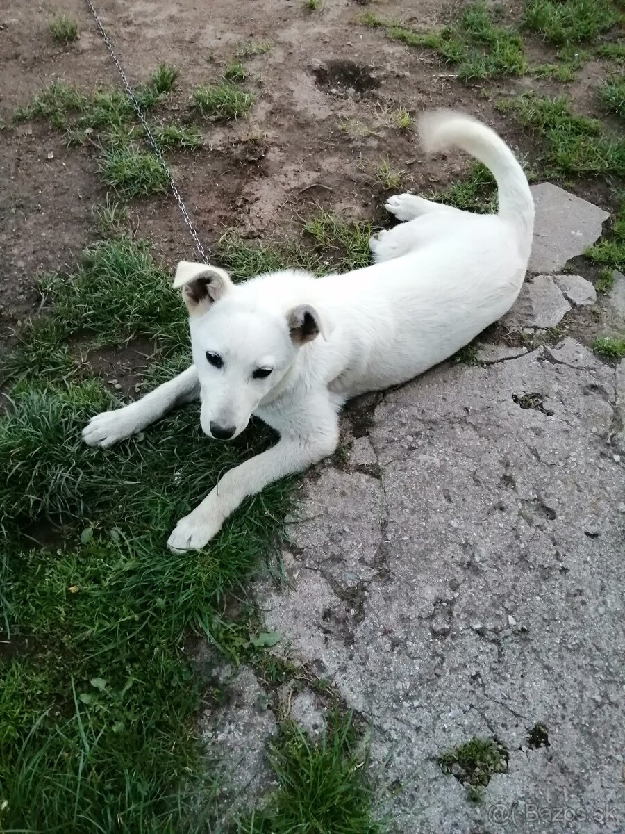 Predam psíka