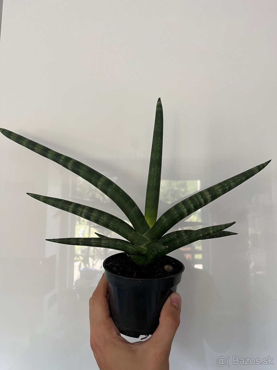 dracaena angolensis