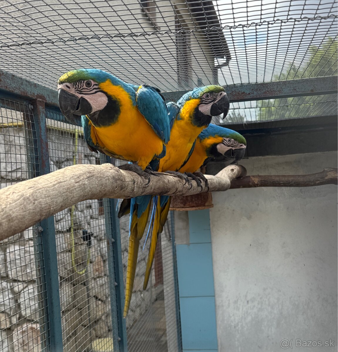 Ara ararauna (ara modrozlta)