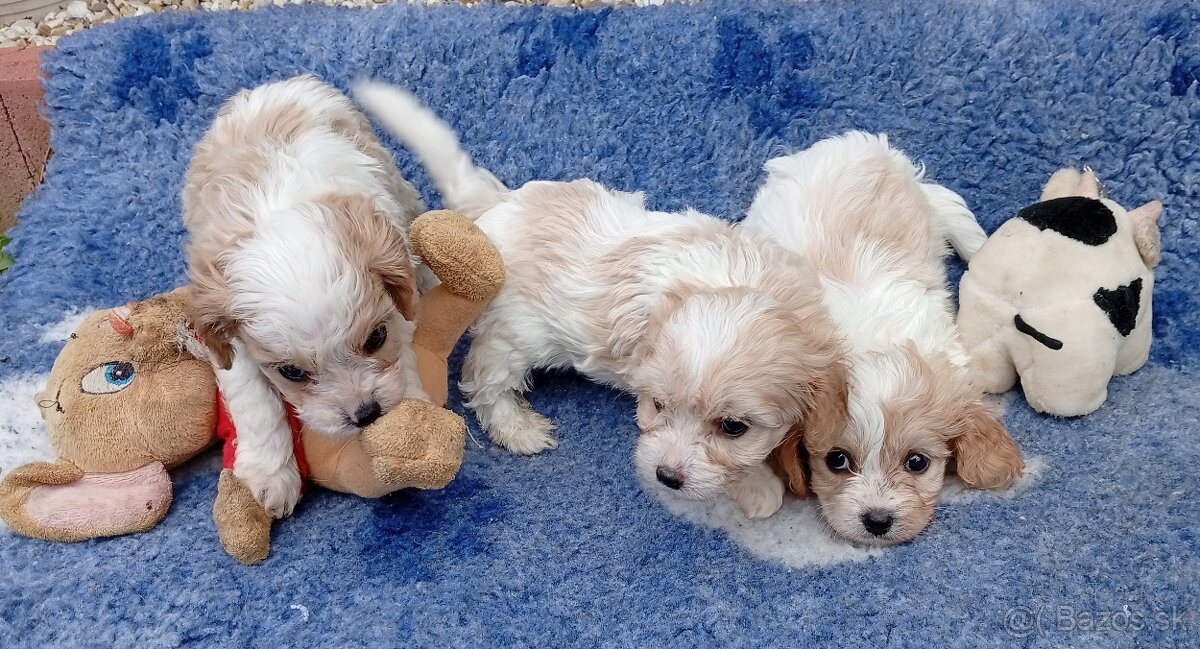Cavapoo