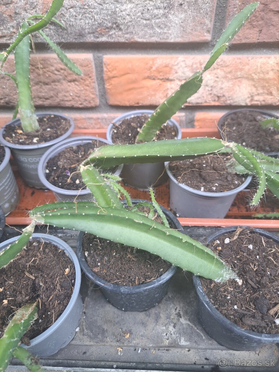 Pitahaya