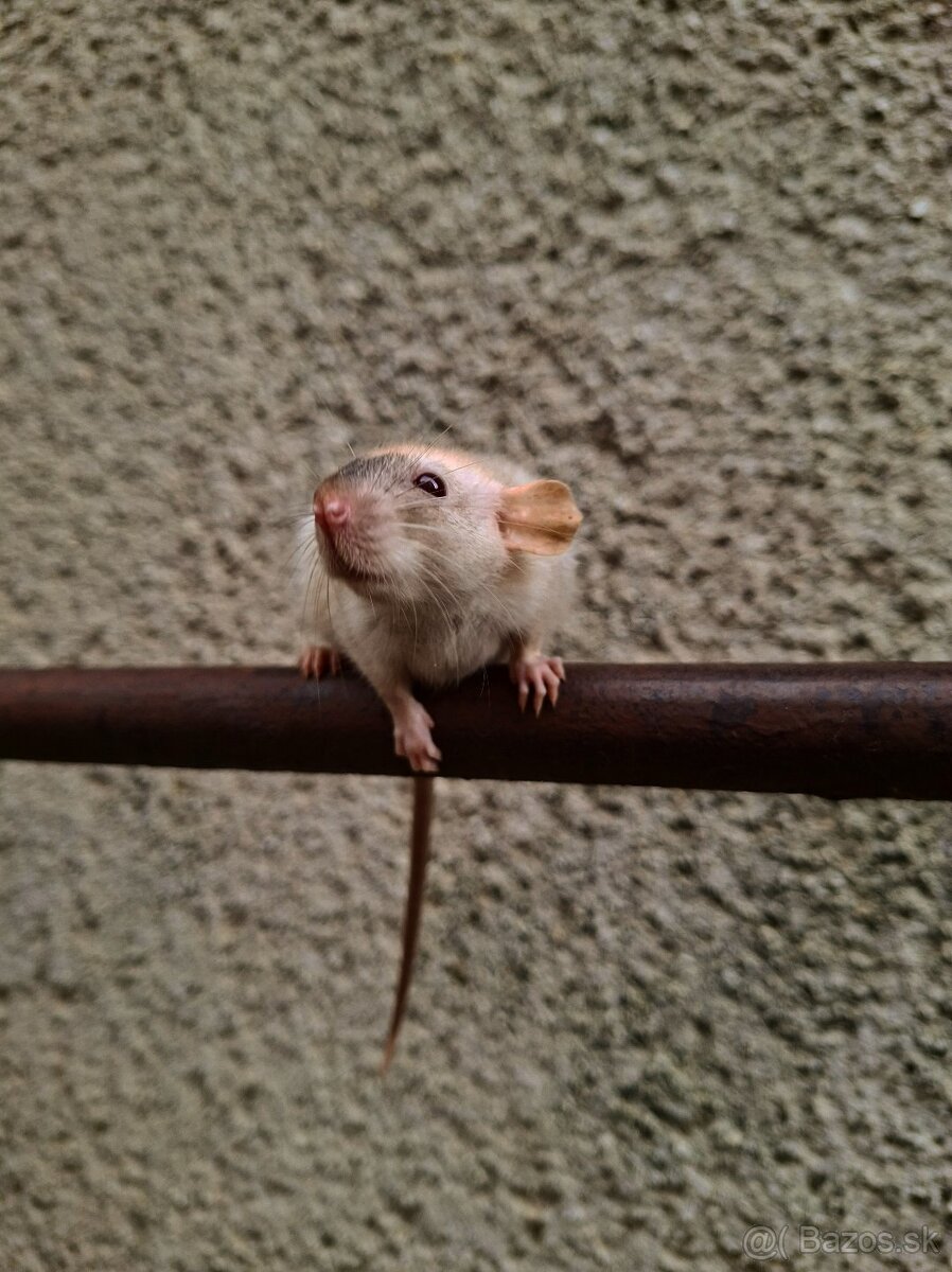 „Roztomilé potkaníky z domáceho chovu, od malička v rukách ❤