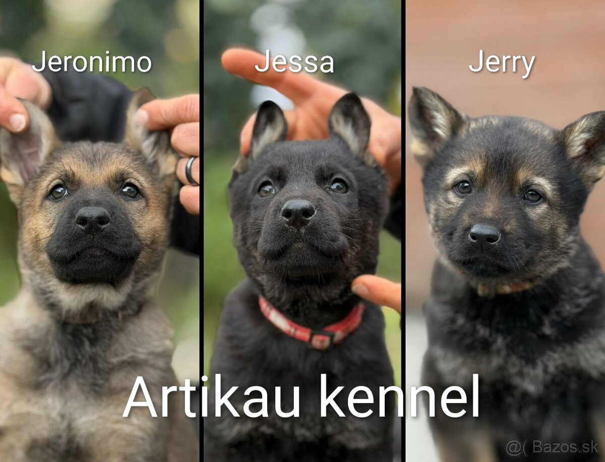 NEMECKÝ OVČIAK šteniatka s PP