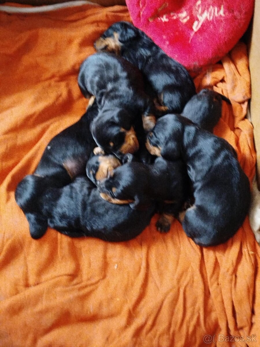 Jazvečík krátkosrsty,trpaslíči