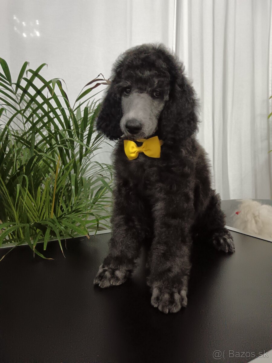 Pudel veľký (kráľovský)