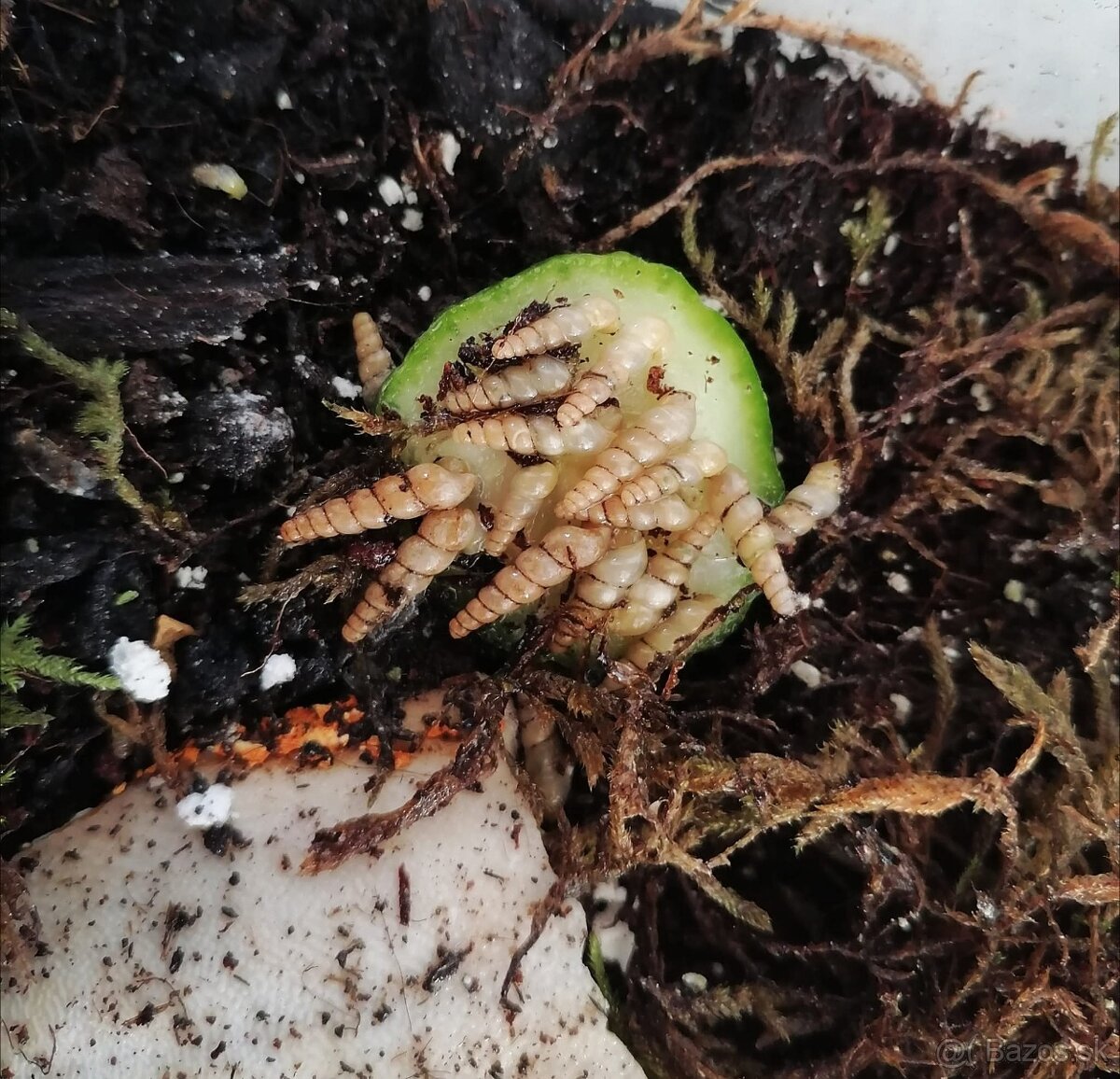 Subulina octona brazil