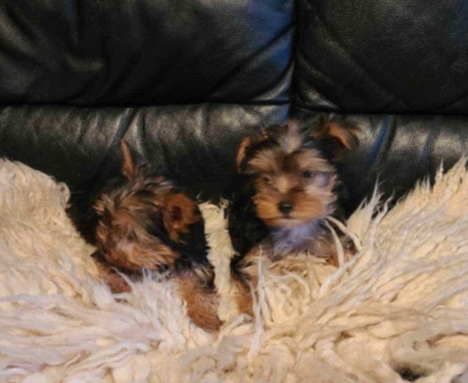 Yorkshirsky teriér, yorkshir, york