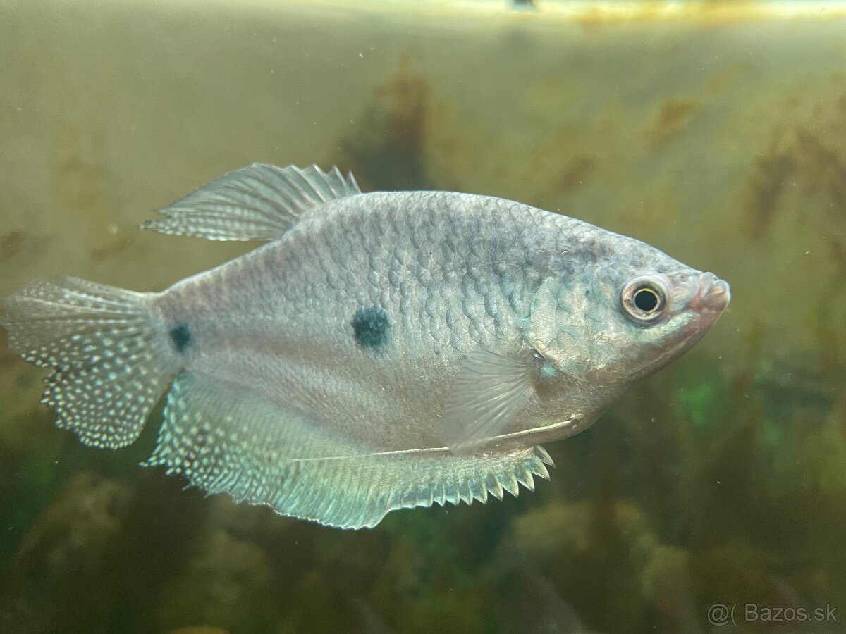 Modrý gourami