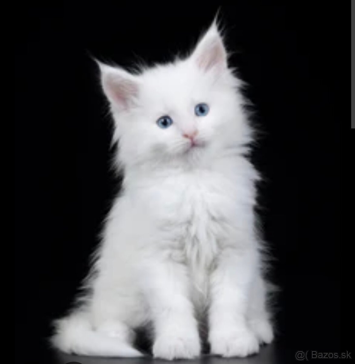 Mačiatka MAINE COON