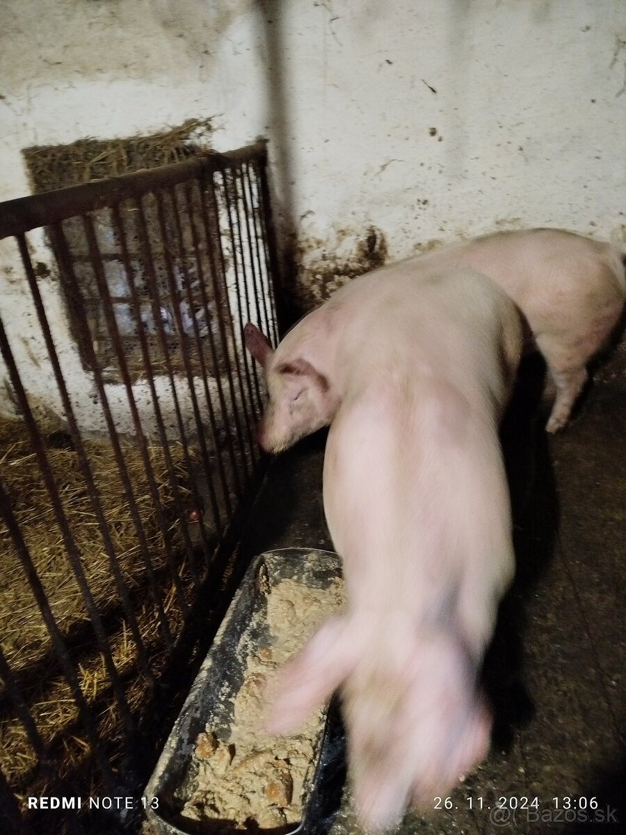 Predám Jatočne ošípané