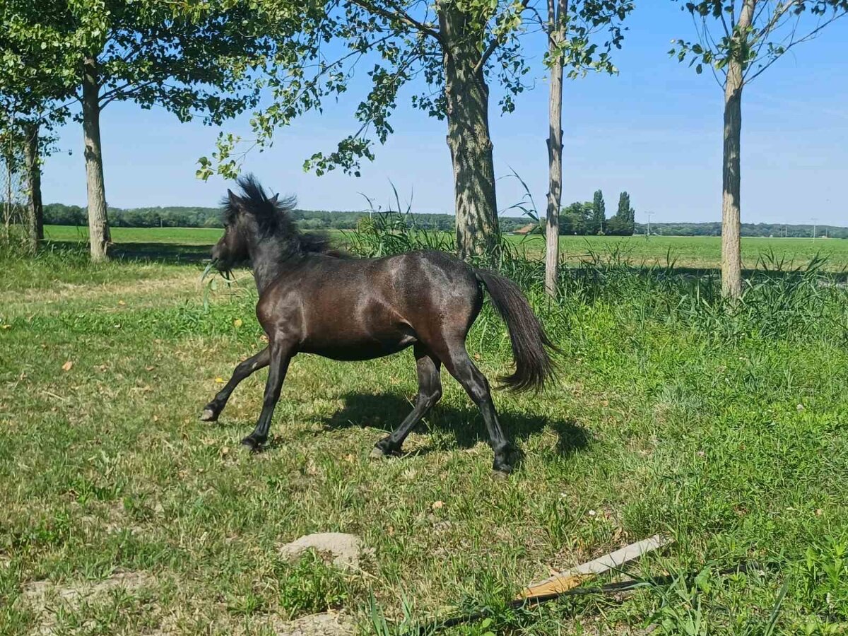 Na predaj ponik
