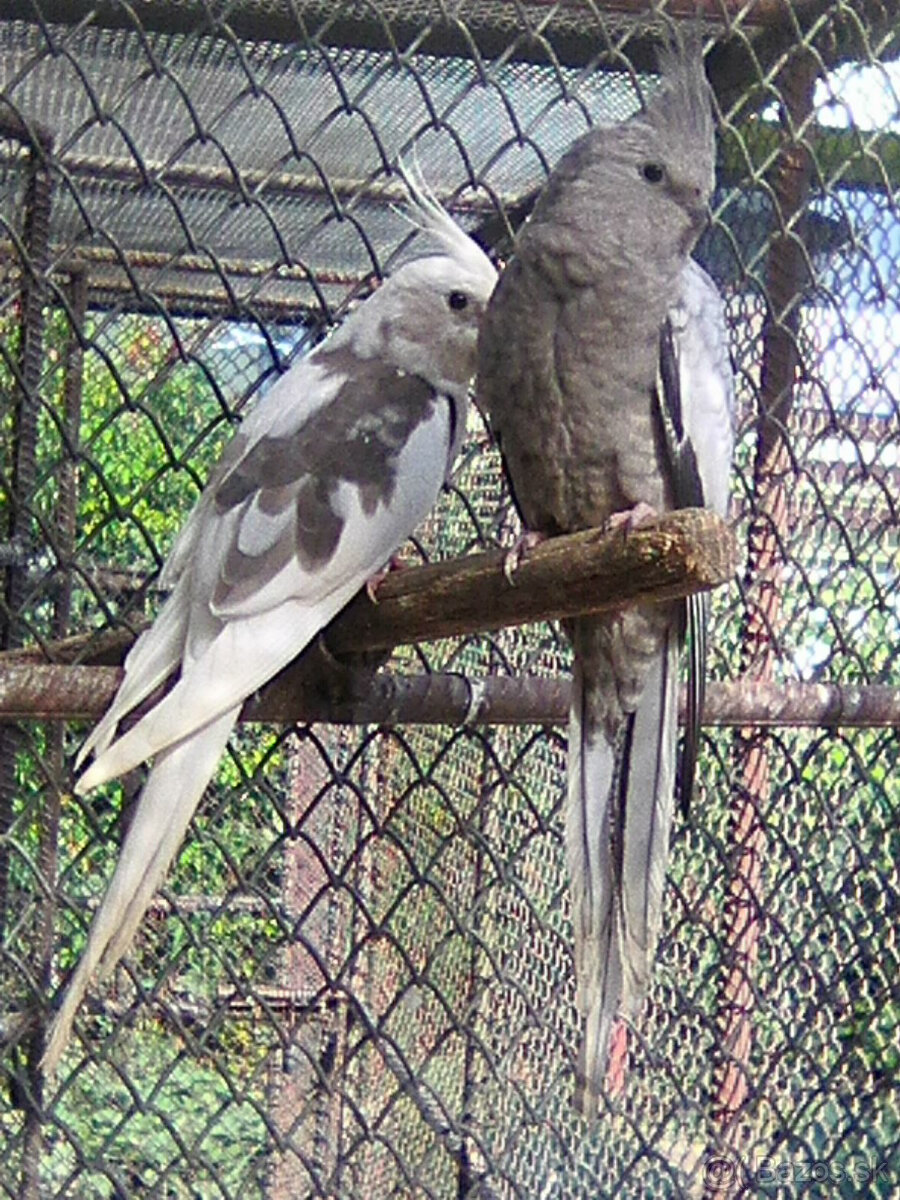 bielohlave korely