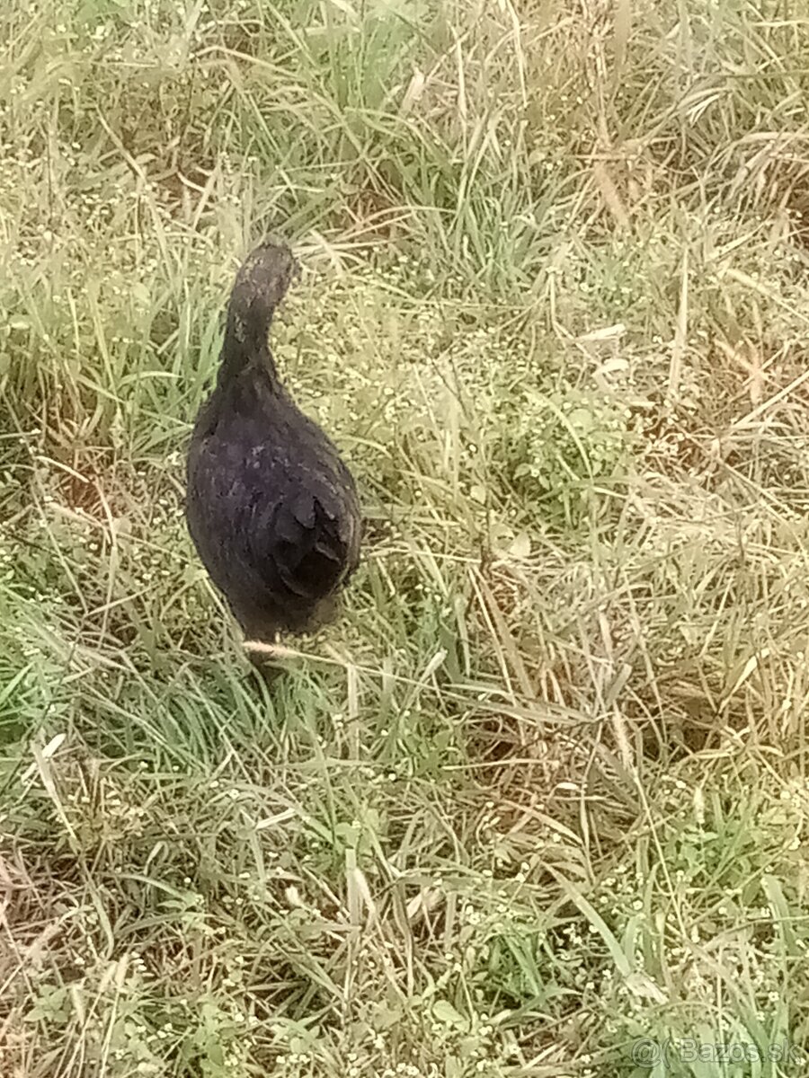 Plemeno AYAM cemani Kohuty a sliepka
