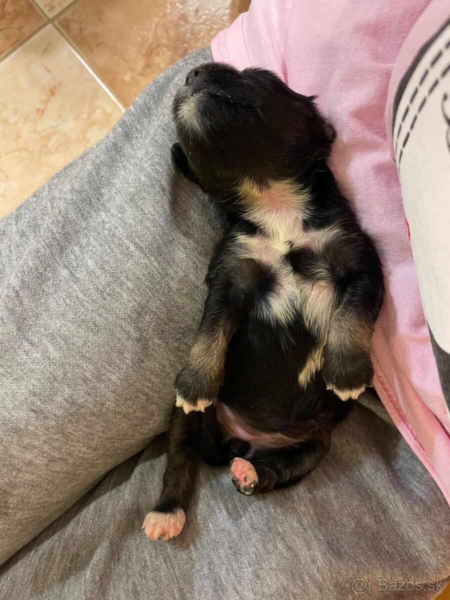maltipoo šteniatka