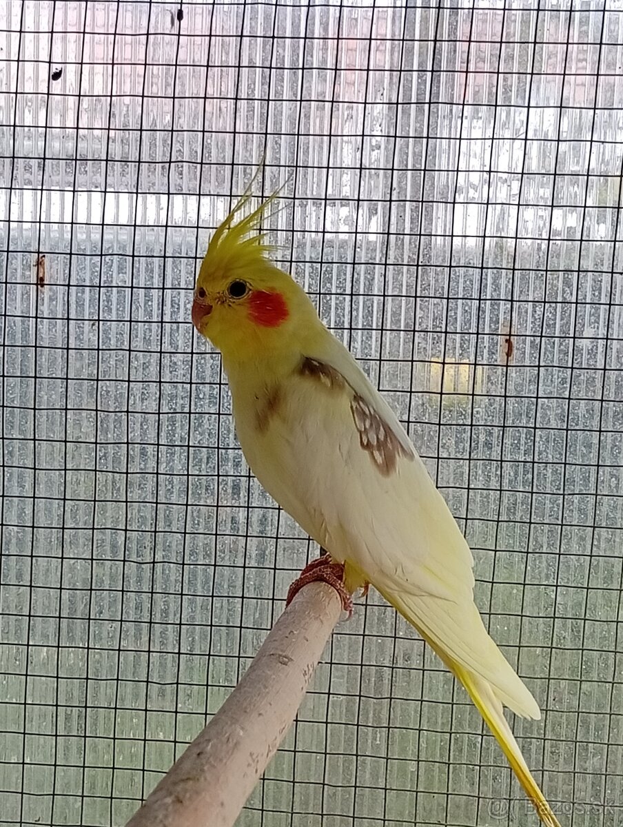 Korely