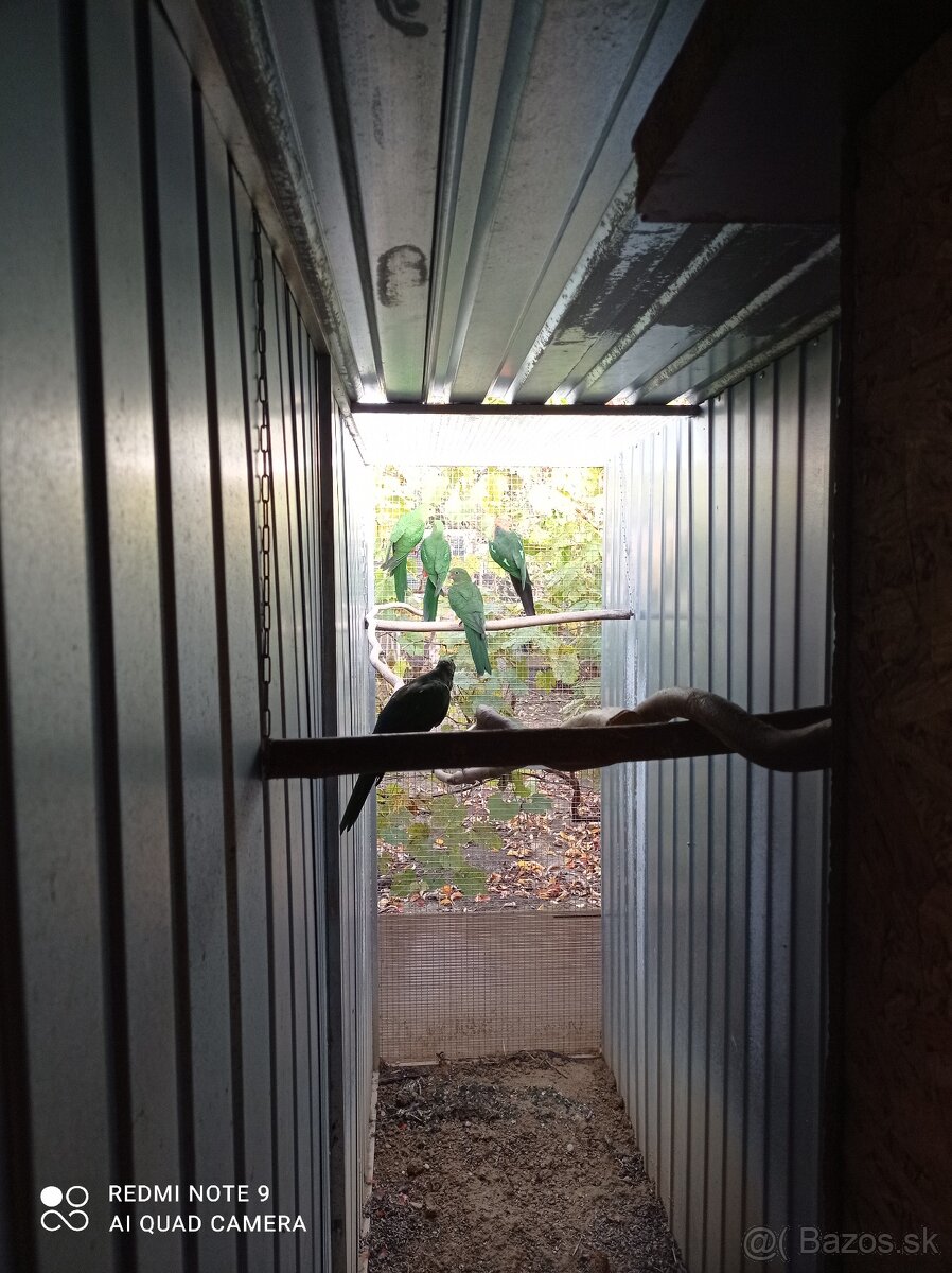 Papagáj královský