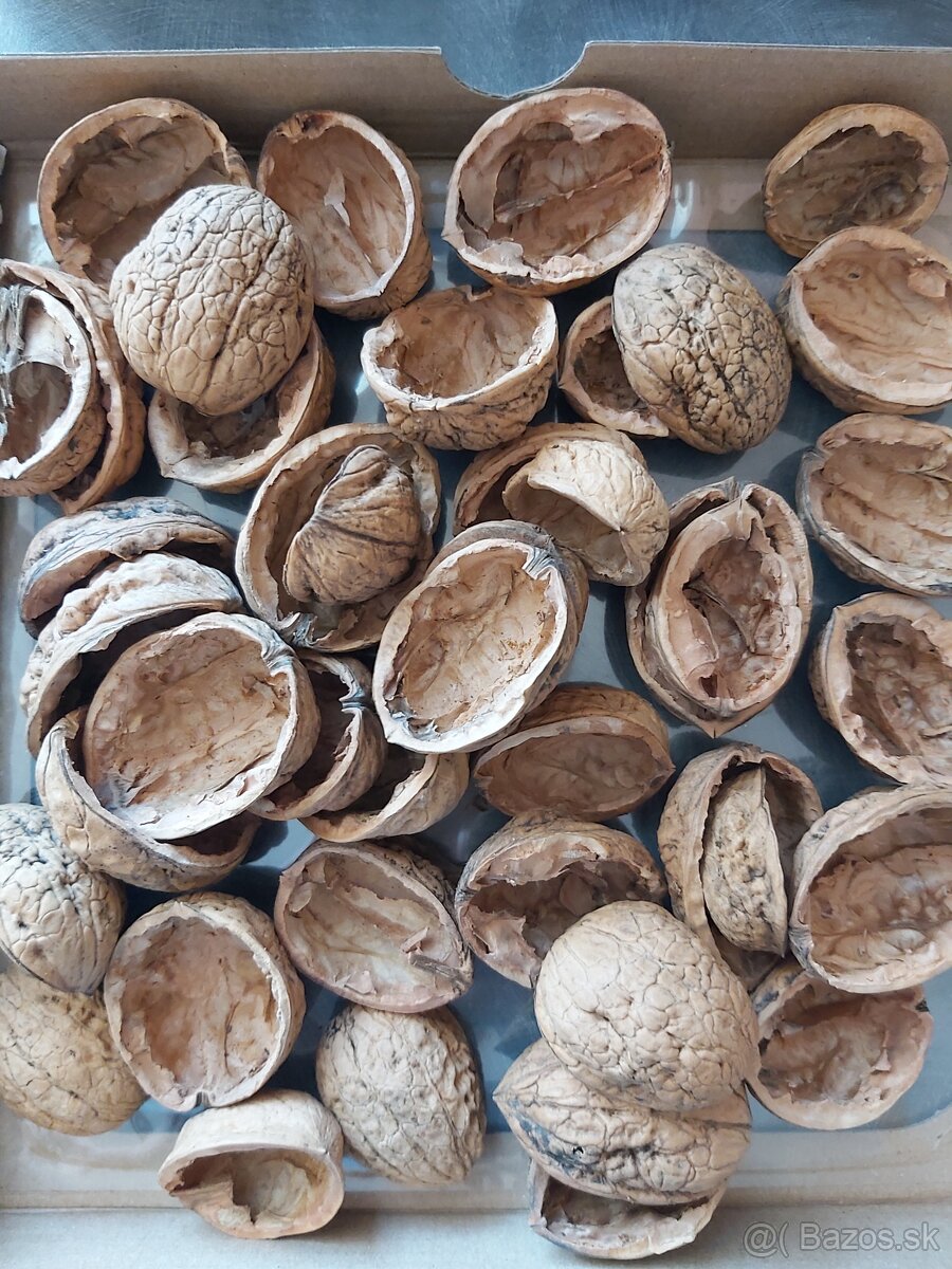 Kúpim polovičky škrupín z vlašských orechov.