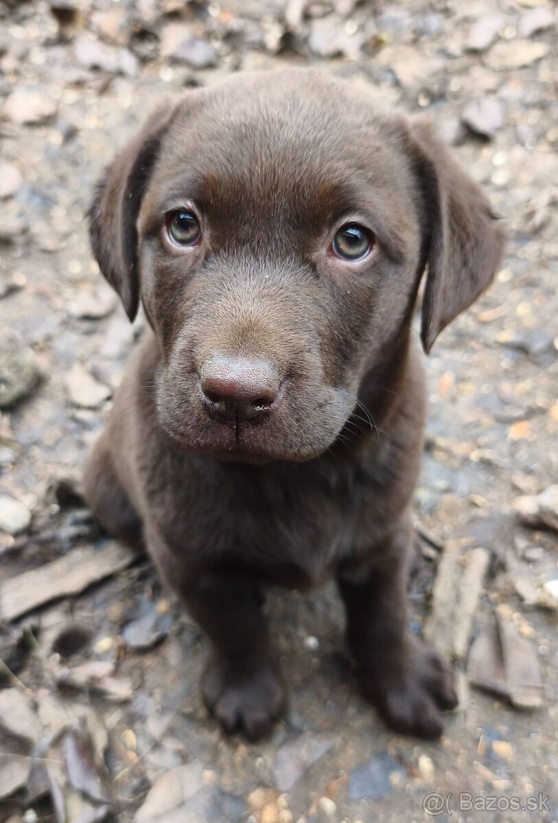 Čokoládový labrador