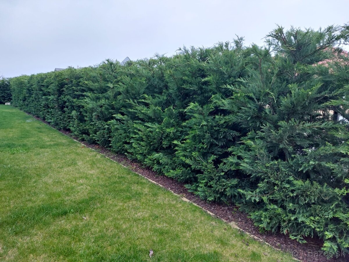Zivy plot Cyprusovec leylandský (Cupressocyparis leylandii)