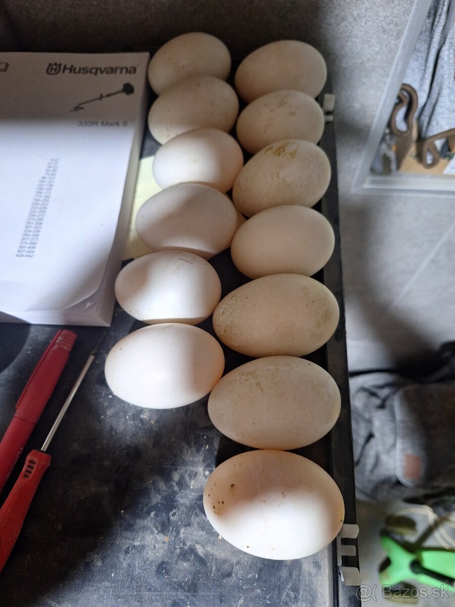 Peking brojlerova kacica