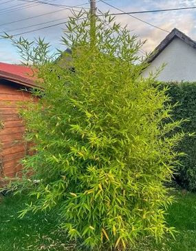 Mrazuvzdorný Bambus zakorenený stalo zelený odkopy planty