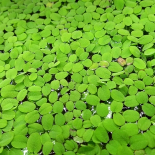 Salvinia natans