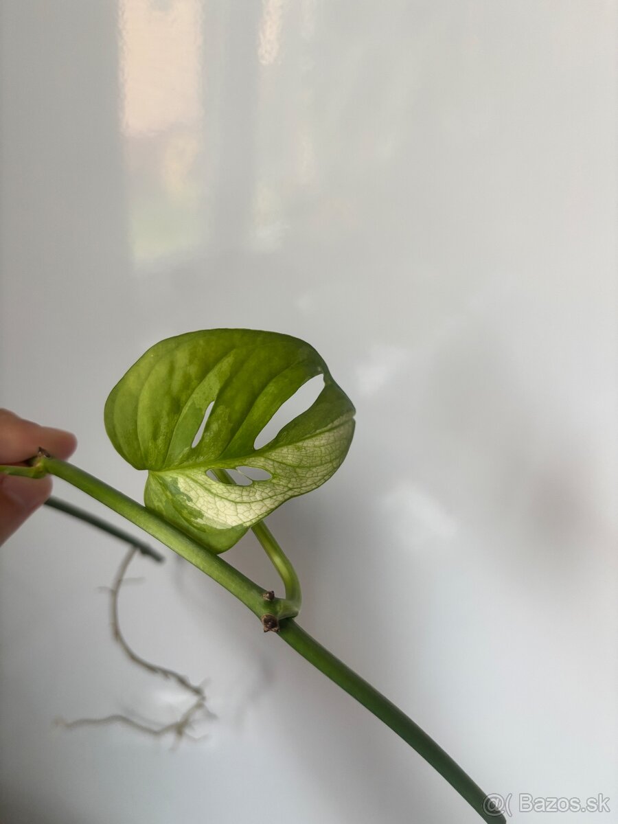 raritna monstera japanese tricolor 1