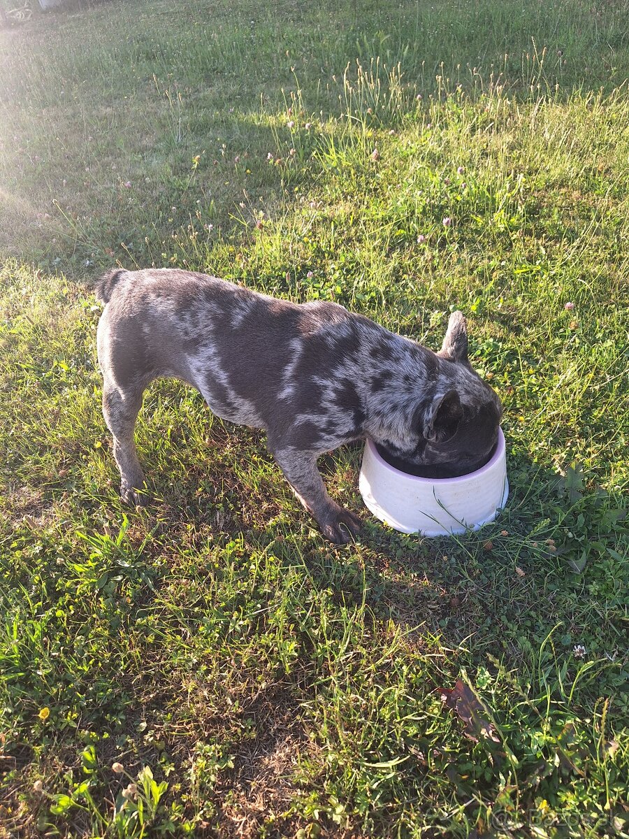 Francuzsky buldocek blue merle