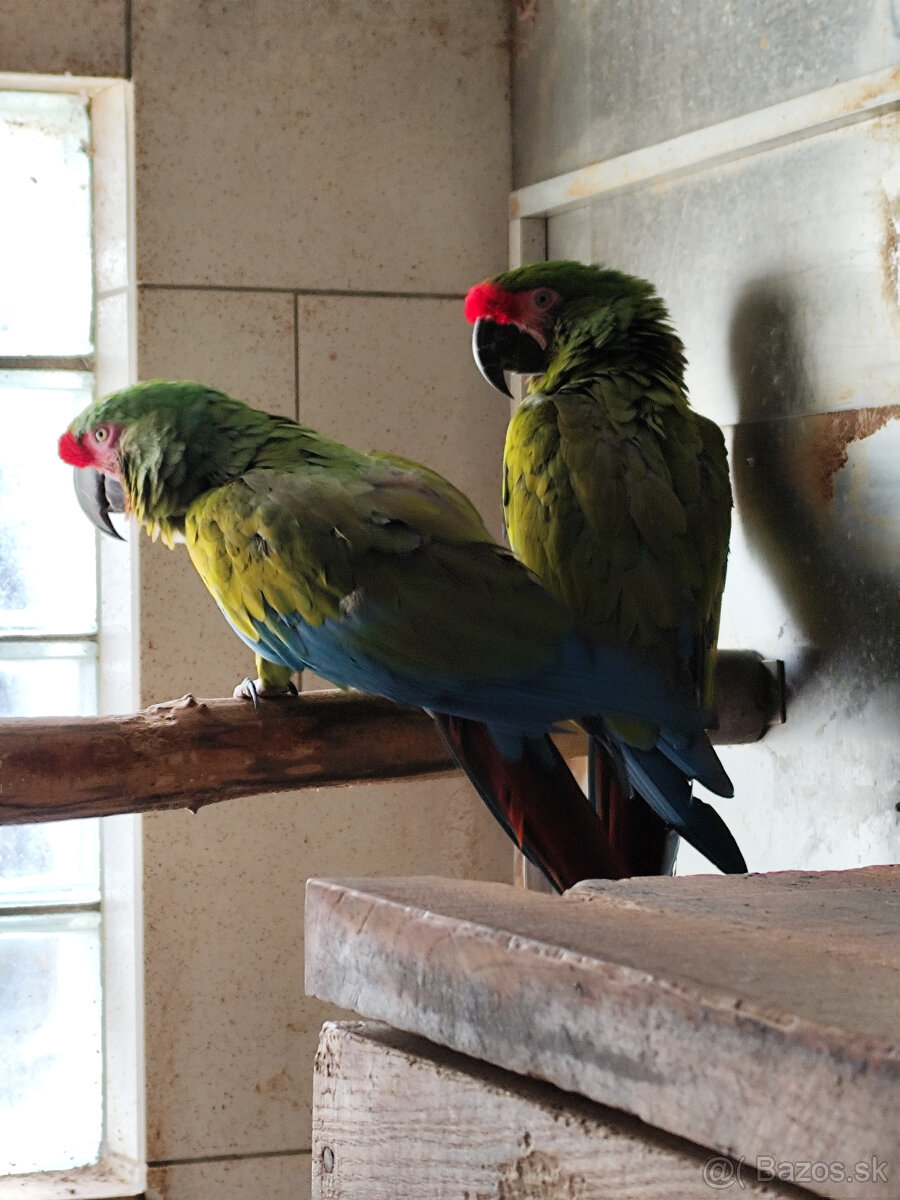 ARA MILITARIS – Ara vojenská