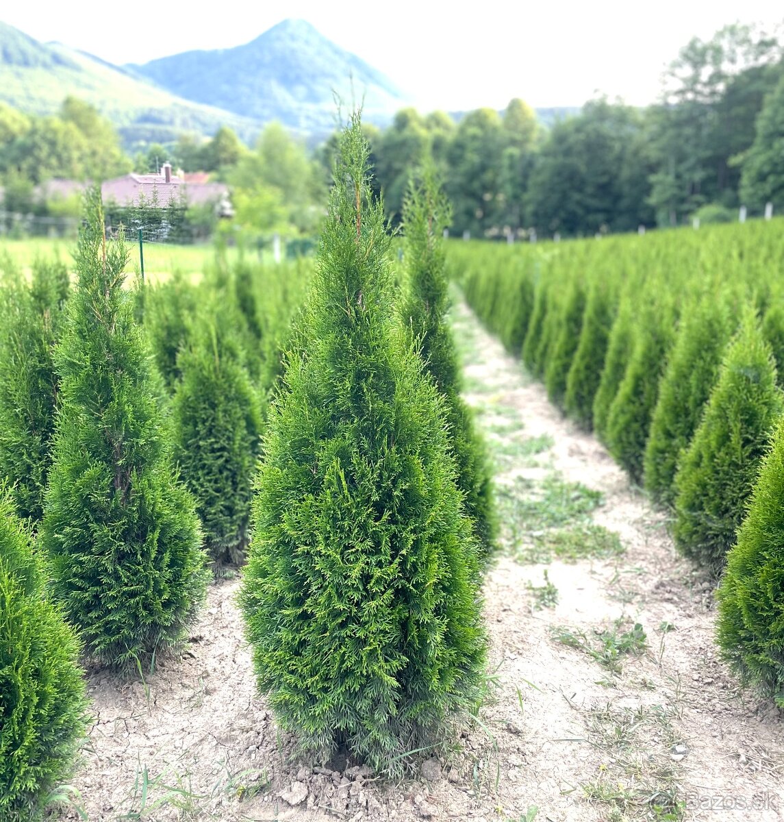 tuja smaragd 180cm-14€ AKCIA