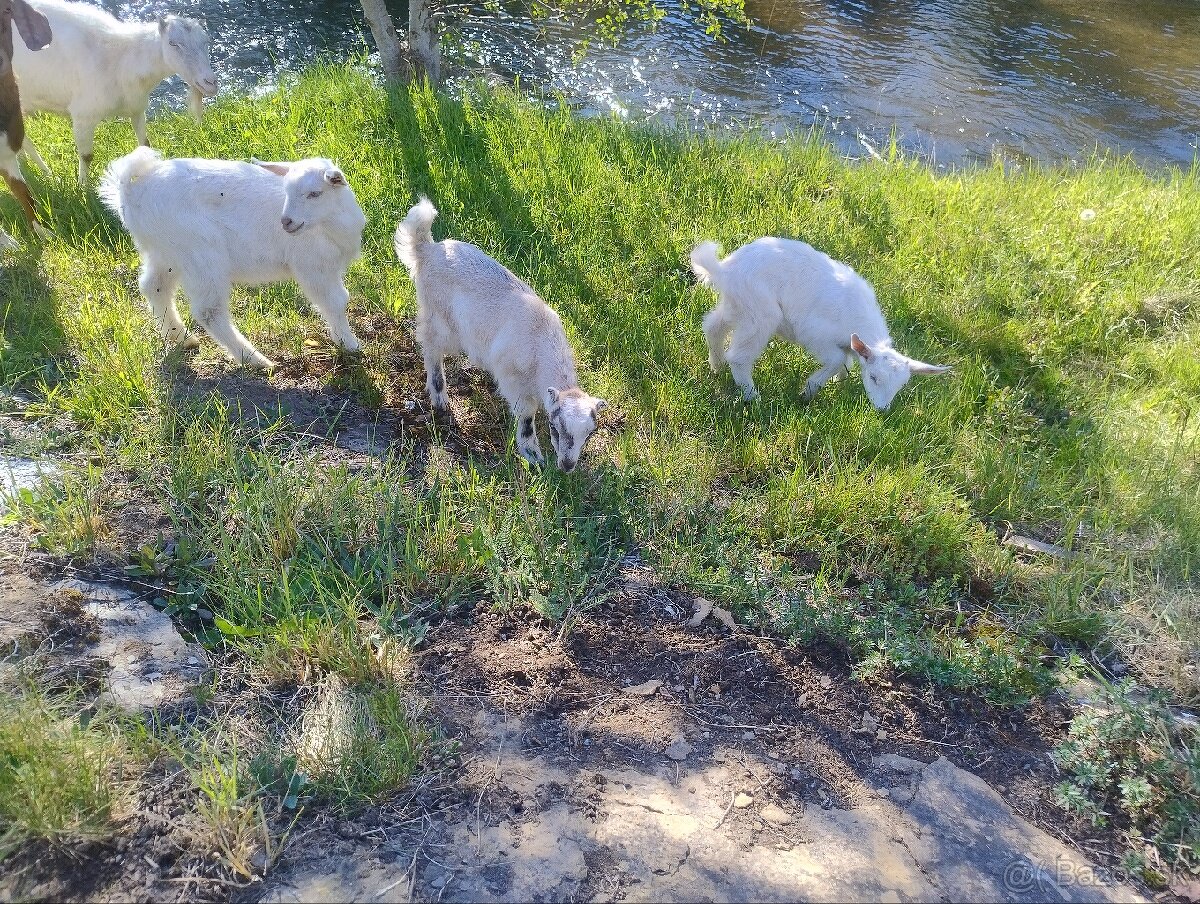 Kozliatka