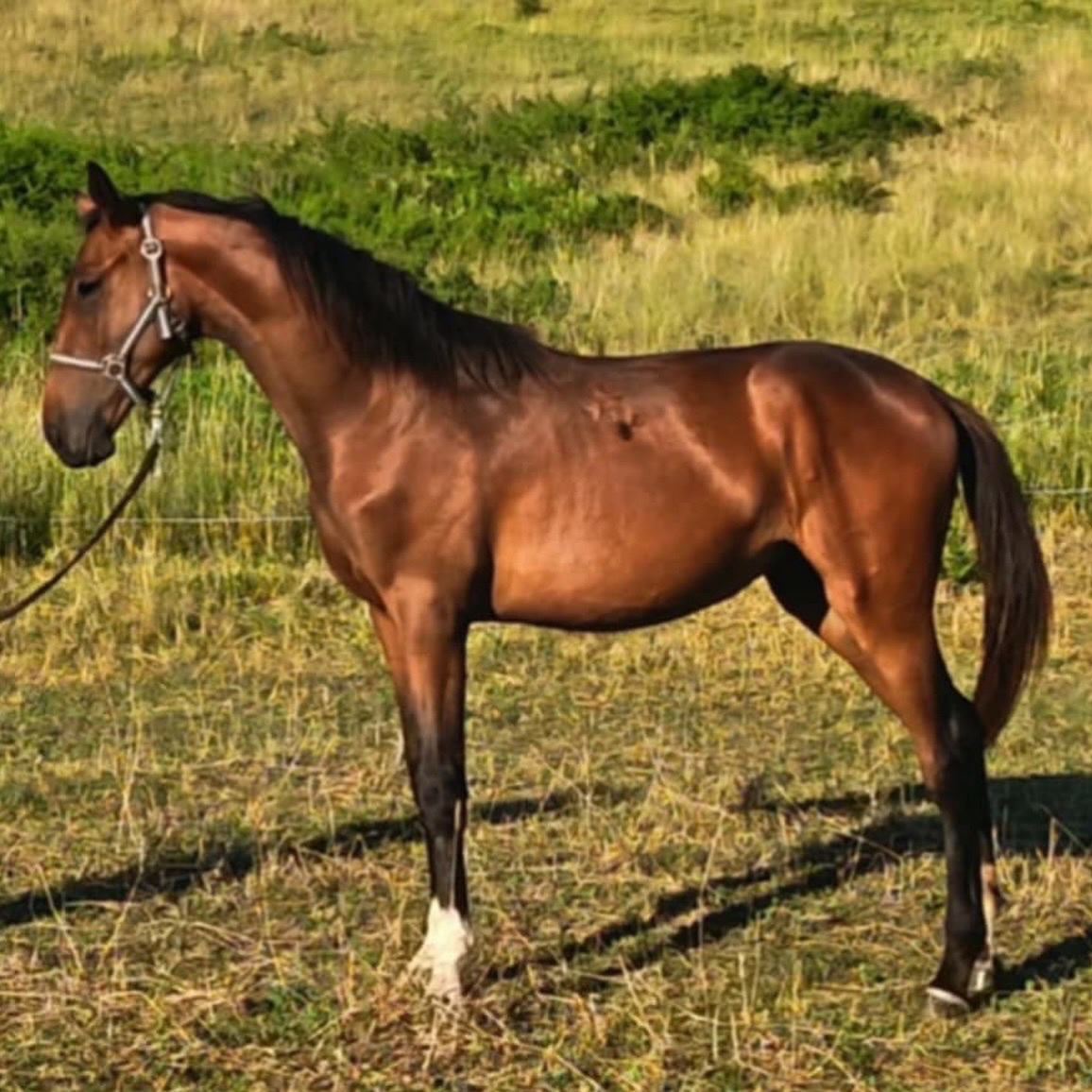 1 rocny zrebec