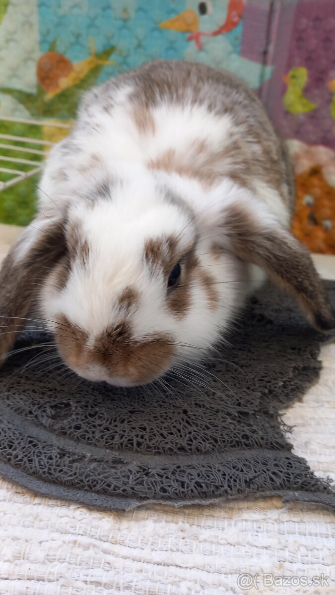 Zakrsly zajačik kralik