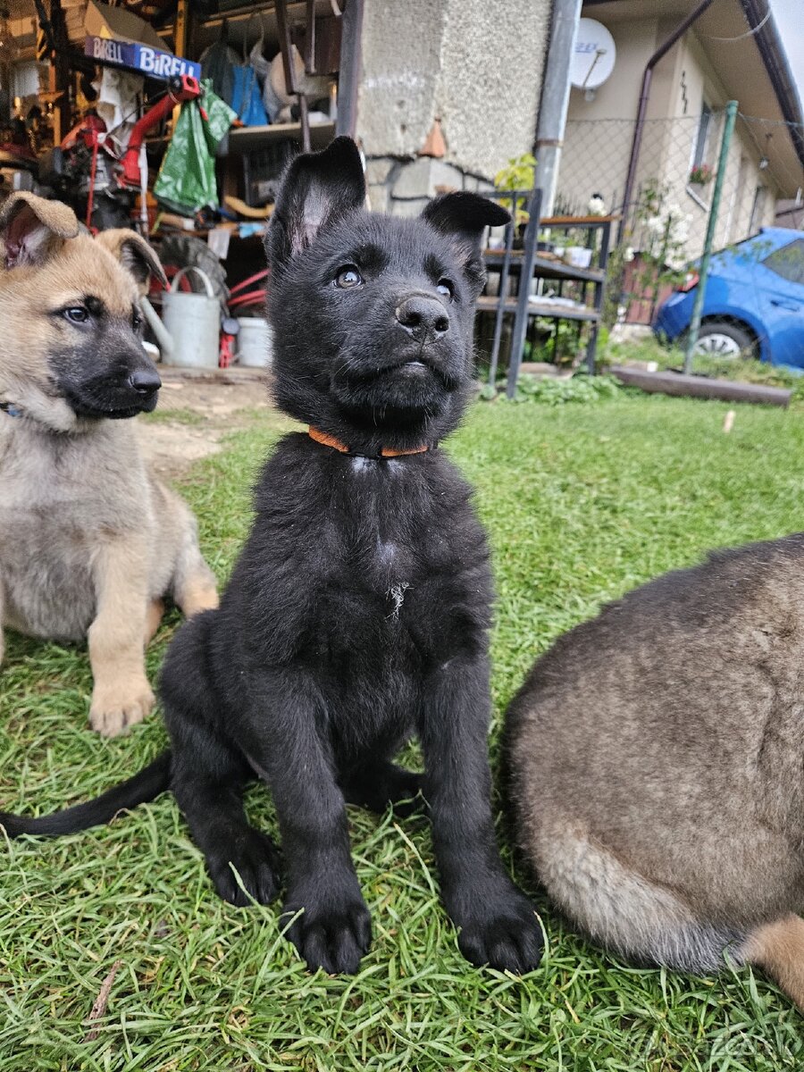 Nemecký x Belgický ovčiak