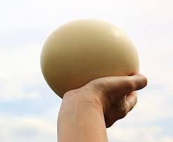 Pštrosie vajce predám volať na 0902815861