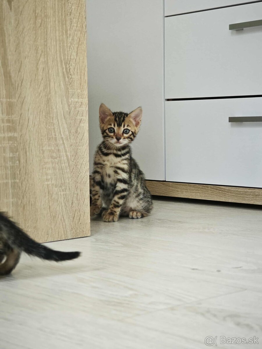Bengálska mačka,kocur,mačiatko,Bengal