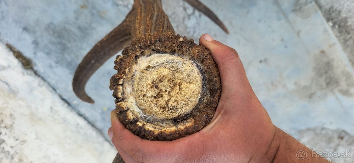 zhod,zhody,parohy,parozie,paroh