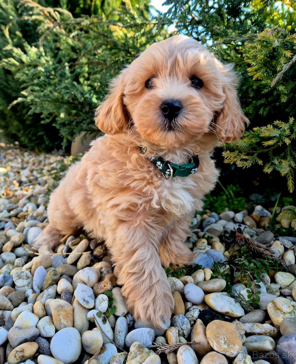 Maltipoo