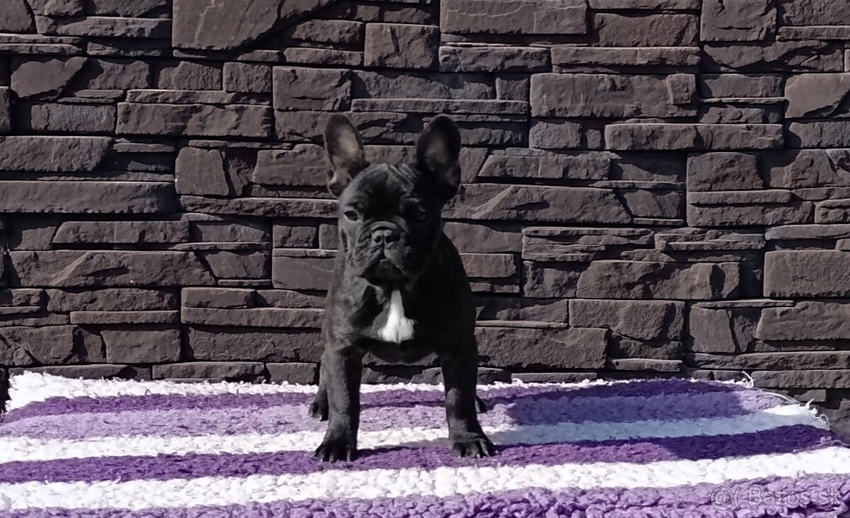 Francúzsky buldoček s PP/French bulldog