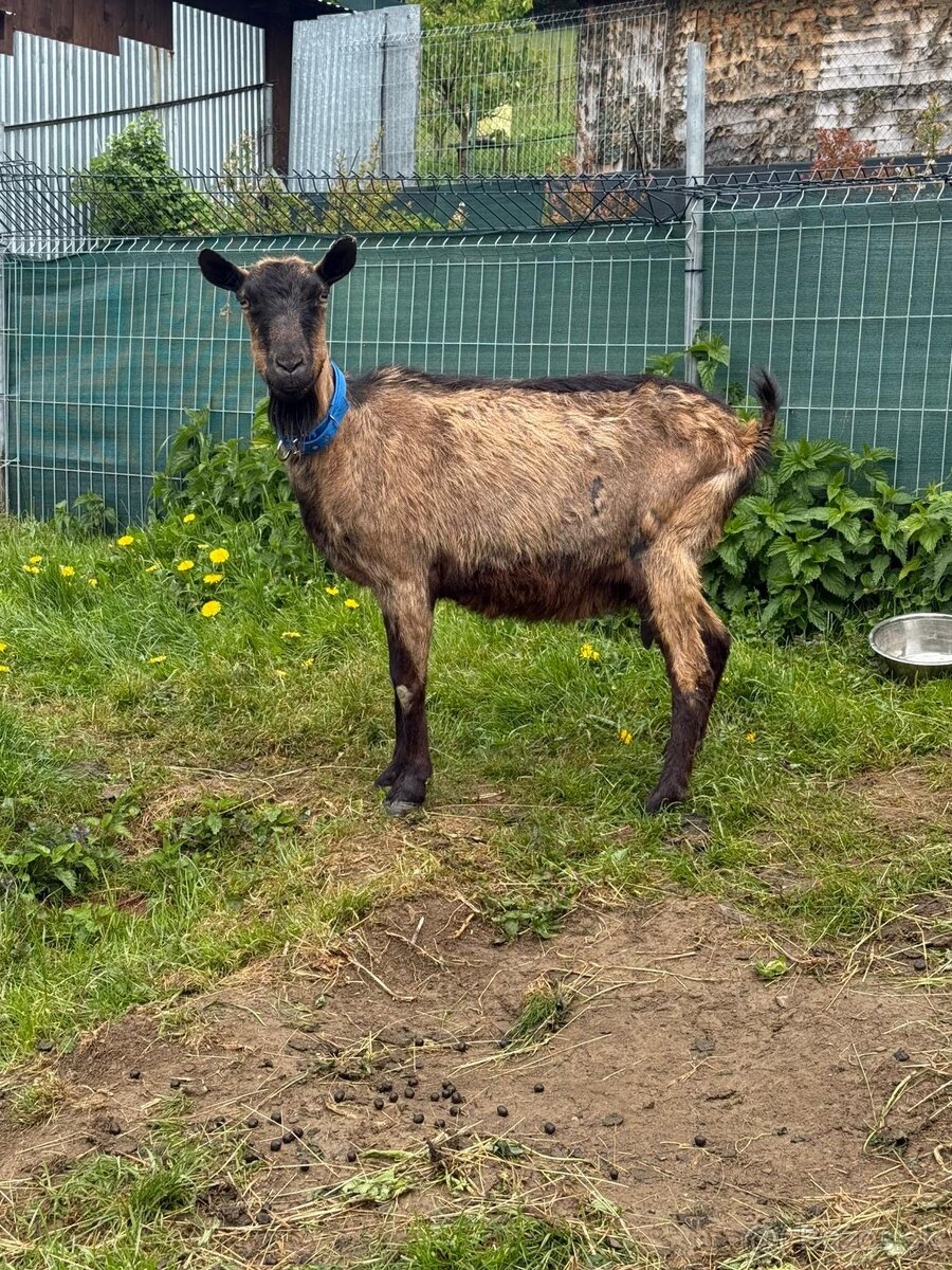 Dojná koza