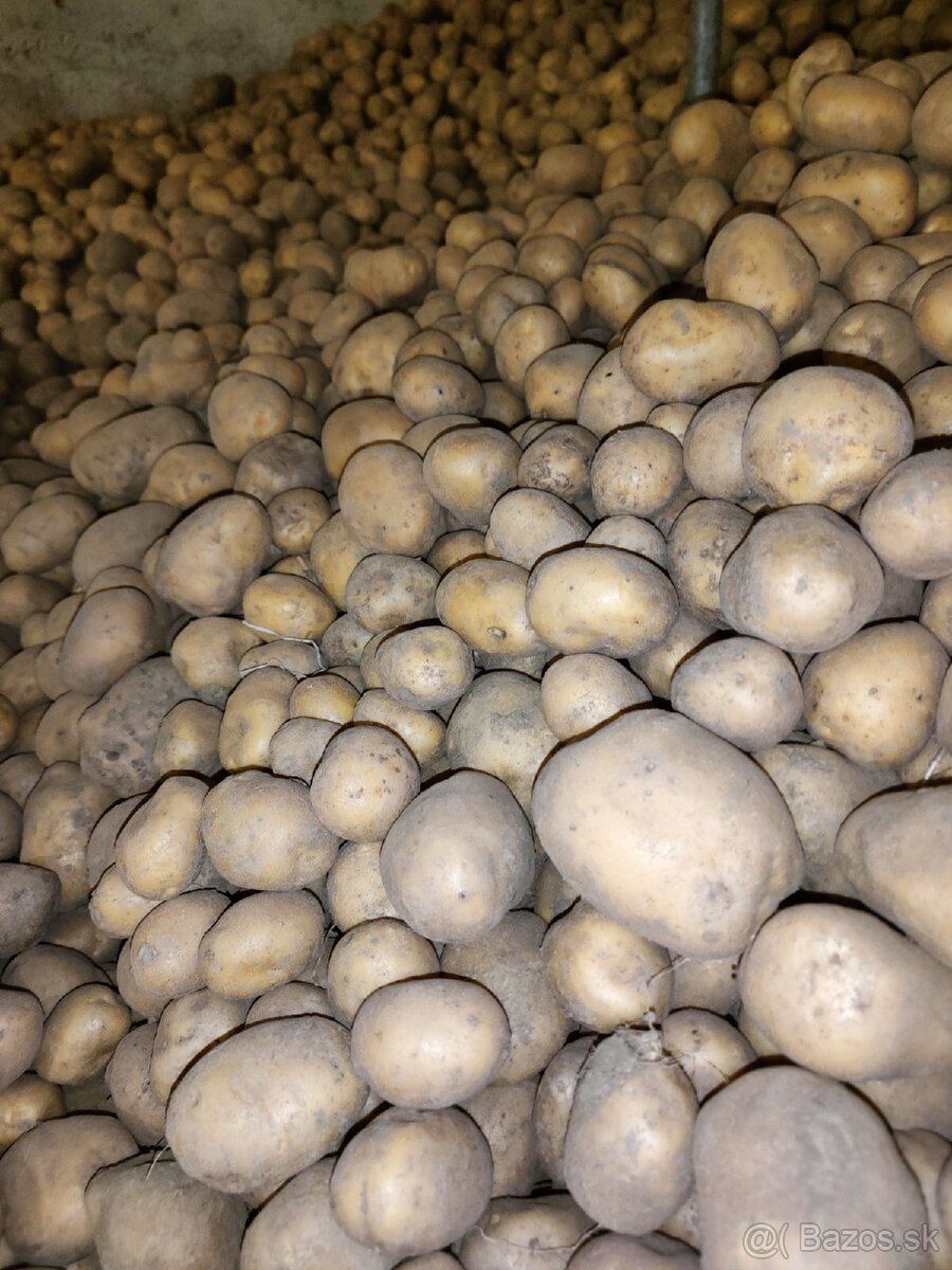 Domáce bio zemiaky na zimné uskladnenie akcia 0,85€