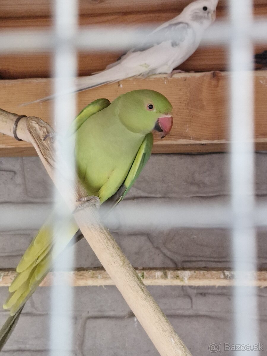 Papagaj Alexander malý zelený